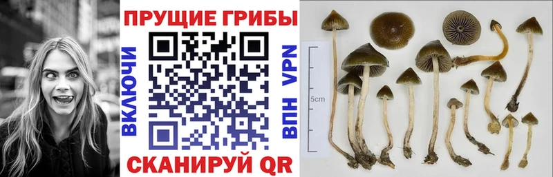 Галлюциногенные грибы Psilocybe  Купить  Шебекино 